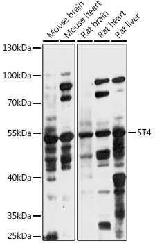 A14790_1.jpg