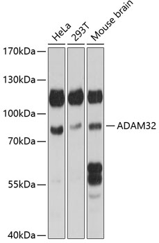 A14977_1.jpg