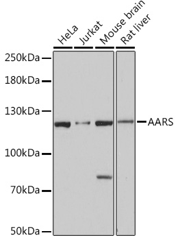 A15017_1.jpg