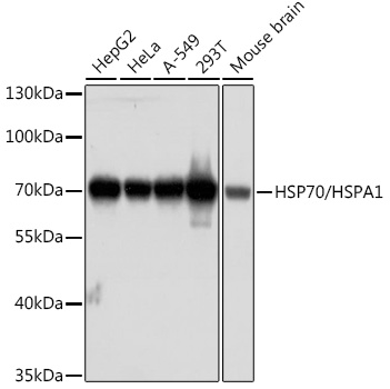A1507_1.jpg