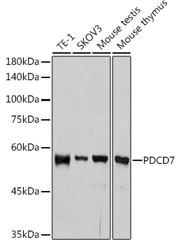 A1510_1.jpg