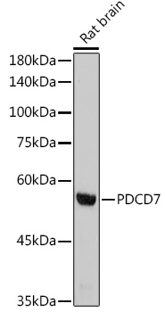 A1510_2.jpg