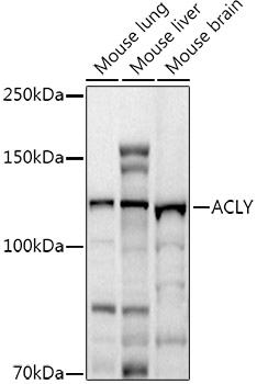 A15251_2.jpg