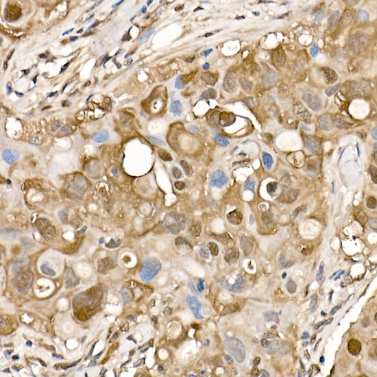 A15251_3.jpg