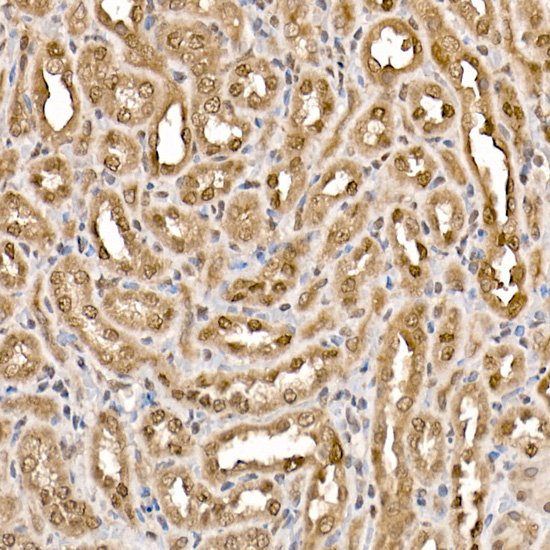 A15251_5.jpg