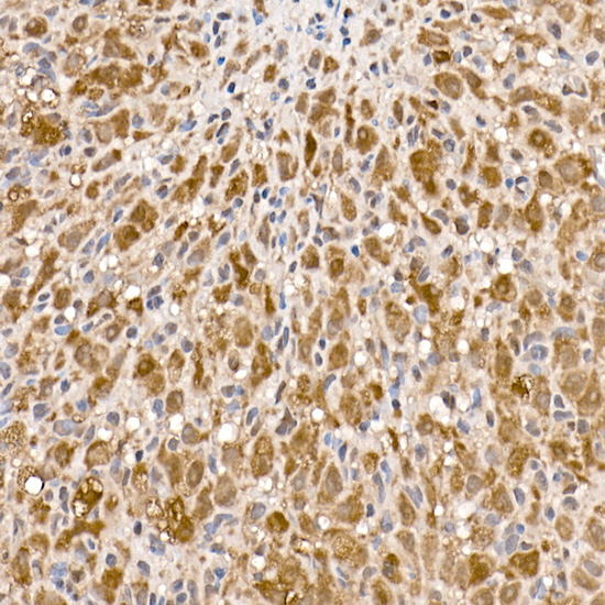 A15251_6.jpg