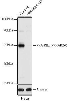 A1531_1.jpg