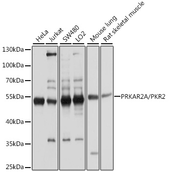 A1531_2.jpg