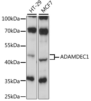A15435_1.jpg