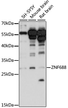 A15568_1.jpg