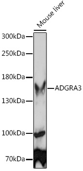 A15573_1.jpg
