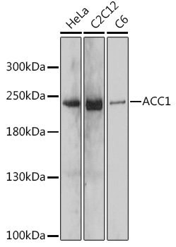 A15606_1.jpg