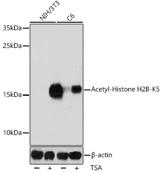 A15621_1.jpg