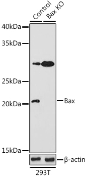 A15633_2.jpg