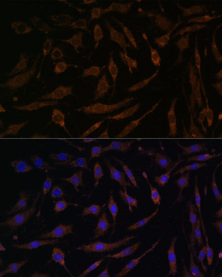 A15718_3.jpg
