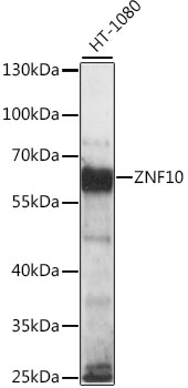 A15737_1.jpg