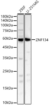 A15739_1.jpg