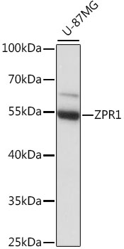 A15746_1.jpg