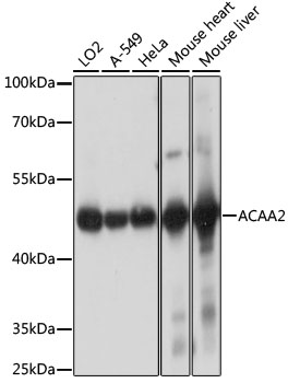 A15778_1.jpg