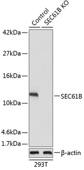 A15788_1.jpg