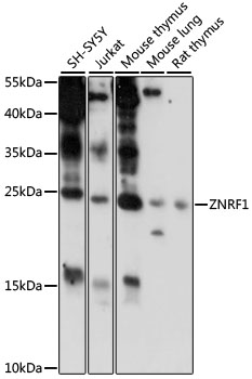 A15918_1.jpg