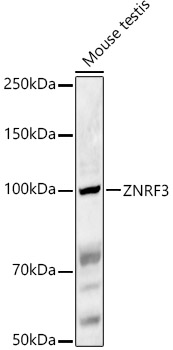 A16026_1.jpg