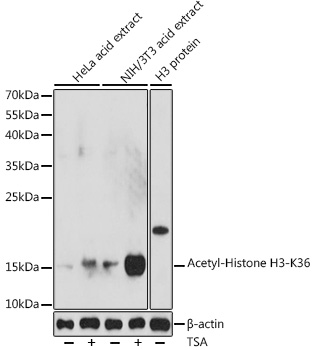 A16077_1.jpg