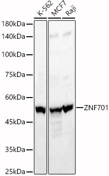 A16133_1.jpg