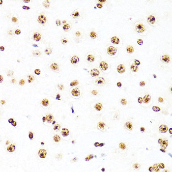 A16199_5.jpg