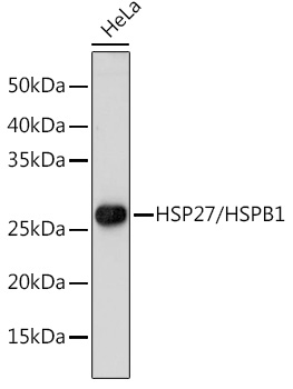A16332_2.jpg