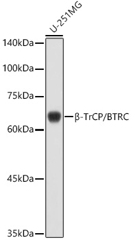 A1656_1.jpg