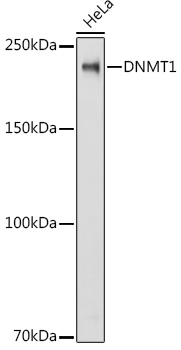 A16729_1.jpg