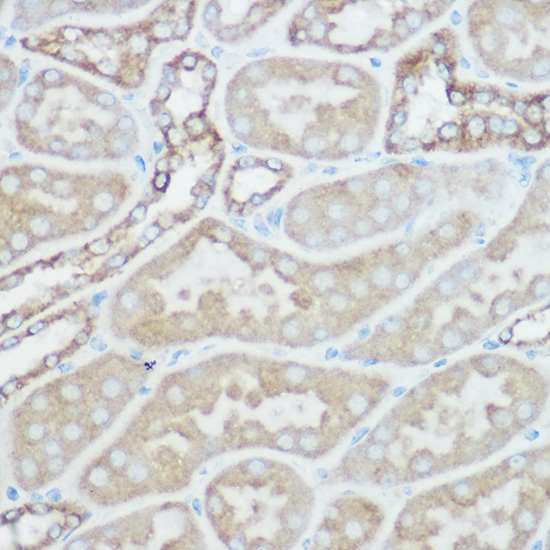 A16896_5.jpg