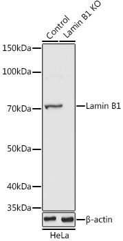 A16909_2.jpg