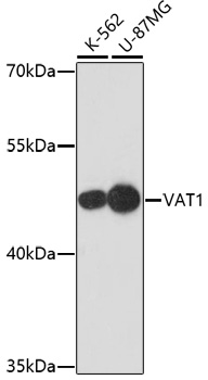 A17077_1.jpg