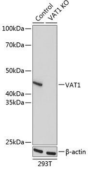 A17077_2.jpg
