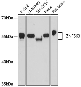 A17262_1.jpg