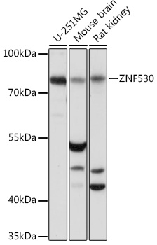 A17278_1.jpg