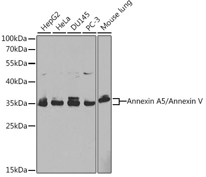 A1728_1.jpg