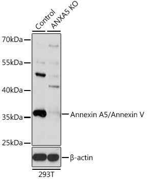 A1728_2.jpg
