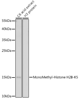 A17552_1.jpg