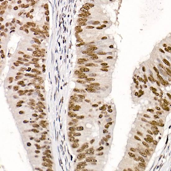 A17562_2.jpg