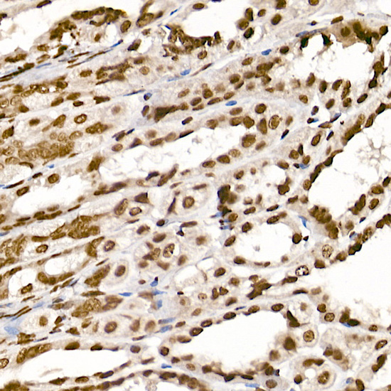 A17562_3.jpg