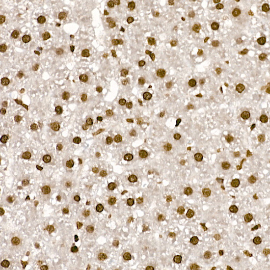 A17562_4.jpg