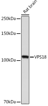 A17563_2.jpg