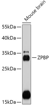 A17625_1.jpg