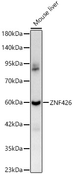 A17764_1.jpg