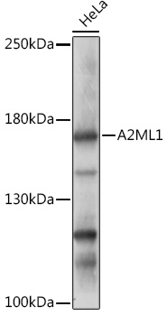 A17831_1.jpg