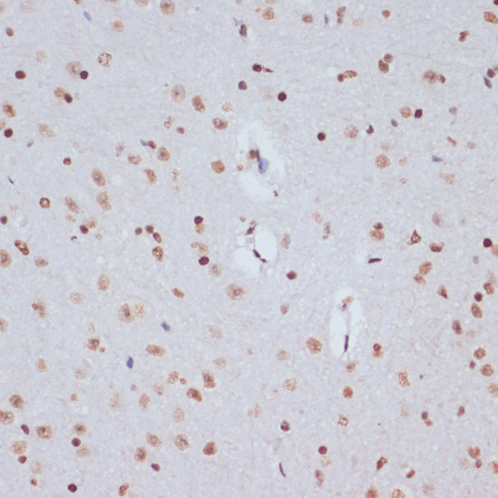 A17893_3.jpg