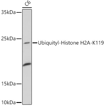 A17952_1.jpg